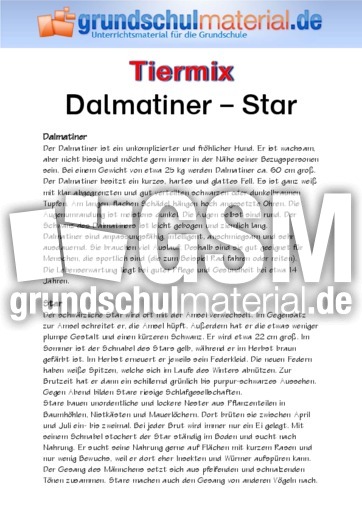 Dalmatiner - Star.pdf